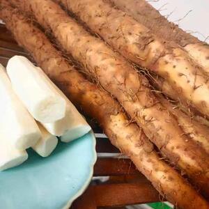 垆土五斤装焦作温县新鲜山药