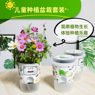 儿童趣味种植小盆栽幼儿园小朋友观察植物生长发芽播种向日葵魔豆