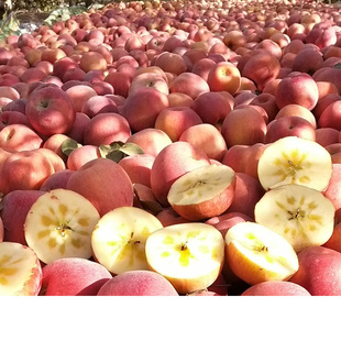 闫钦广果业新疆阿克苏冰糖心苹果2025年新果应季霜降果红富士整箱