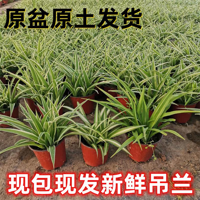 吊兰盆栽桌面绿植办公室内金边金心青叶吊兰新手好养活