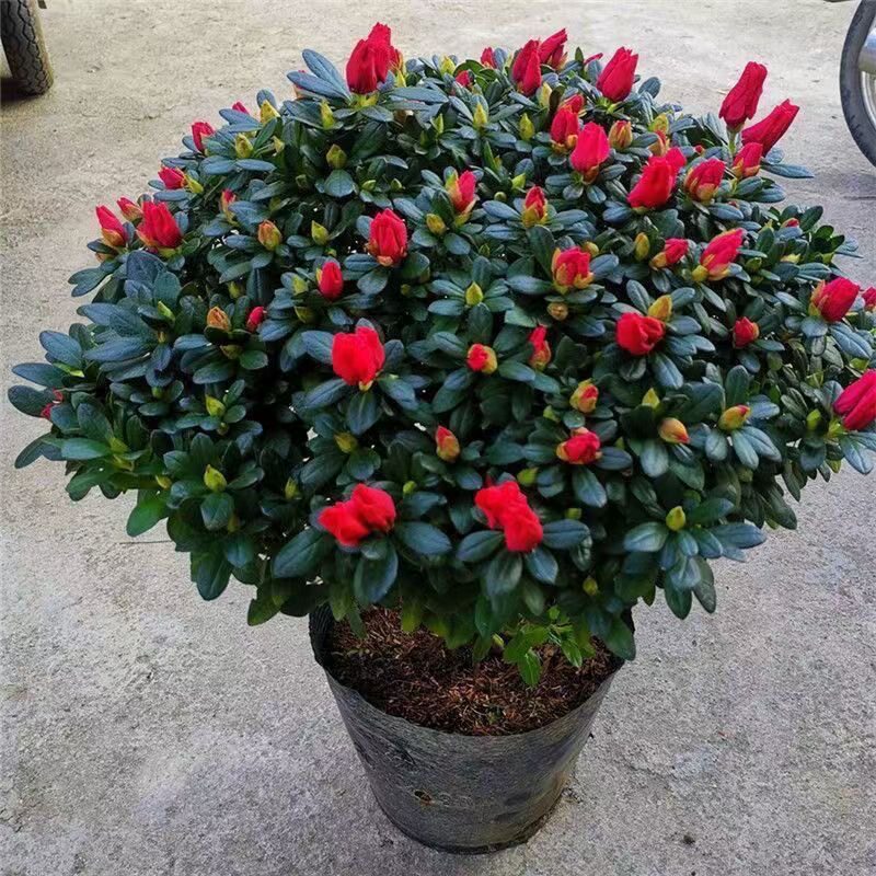 杜鹃花盆栽玫红胭脂红西玛粉色紫色杜鹃花苗带花苞