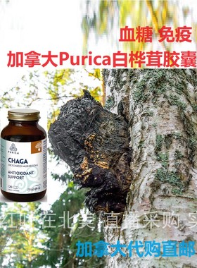 白桦茸胶囊purica加拿大代购直邮chaga血糖/免疫/压力/稳定