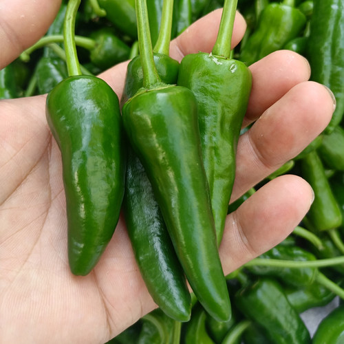 新鲜辣椒薄皮露天湖北宜昌农家
