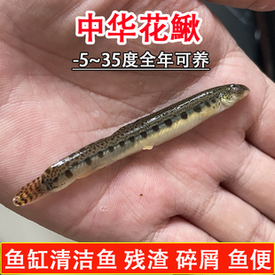 中华花鰍 原生冷水鱼 吃鱼便 清洁鱼 清道夫吃残渣碎屑工具鱼秋鱼