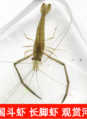 重庆大眼贼虾中国斗虾长臂虾长脚虾子河虾除澡虾小溪流虾观赏虾苗