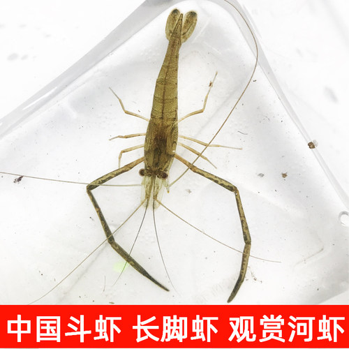 中国斗虾大眼贼虾长臂虾长脚虾