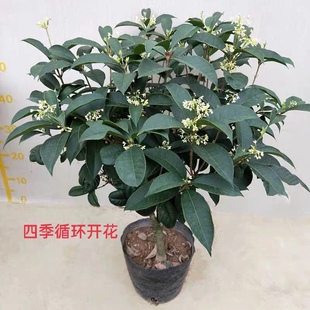 桂花树苗盆栽 四季桂花开花浓香型 挡一下煞 招财 6年老苗