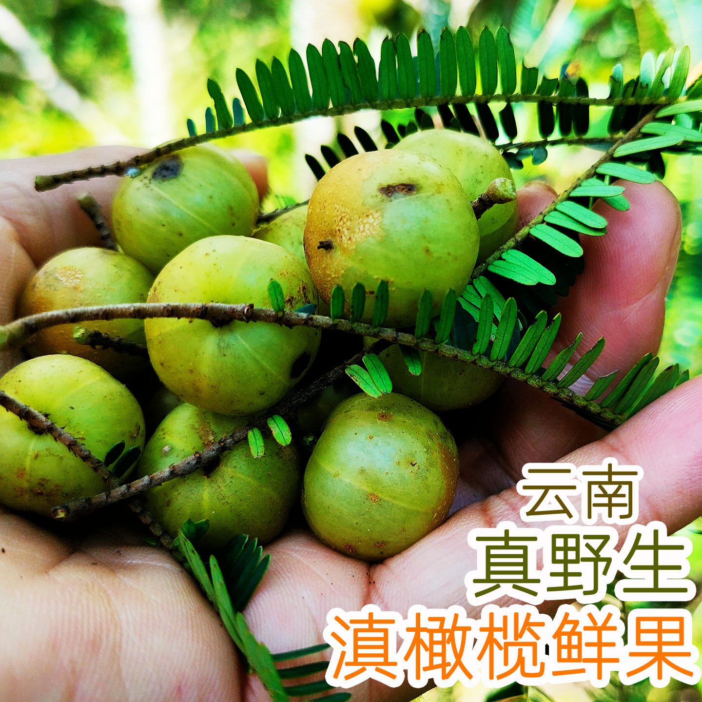 云南应季野生滇橄榄新鲜余甘果牛油柑果孕妇酸回甘余甘子现摘鲜果