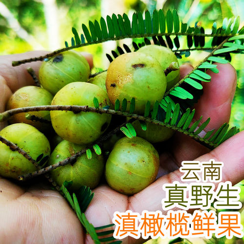 云南野生滇橄榄油甘果余甘子酸爽