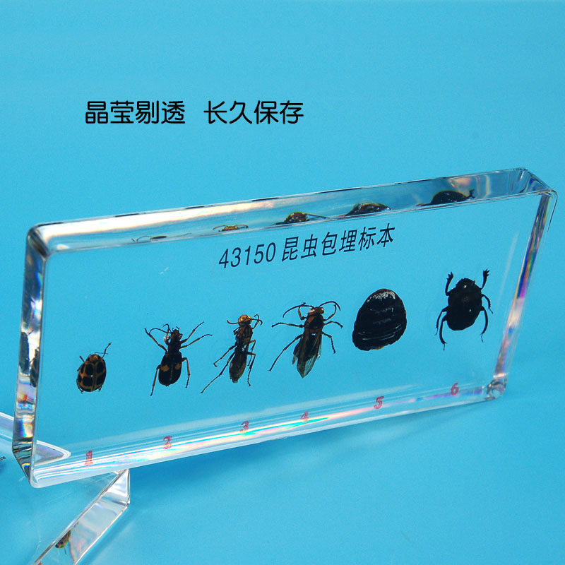 真实昆虫标本水晶树脂人工琥珀六种益虫七星瓢虫山蜂蜣螂儿童认识