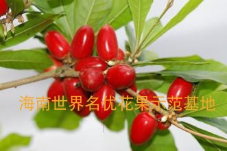 神秘果种苗珍贵植物盆栽果苗拍下