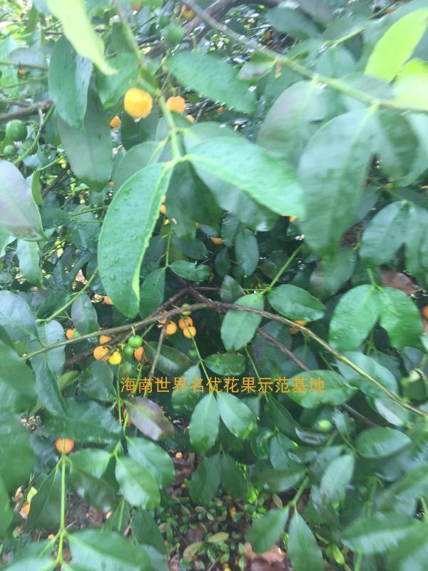 巴西樱桃山竹/巴克山竹盆栽嫁接樱桃/车厘子盆栽