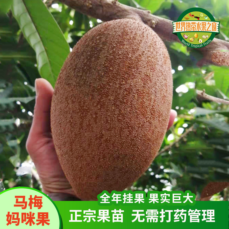 古巴神仙果马梅果/妈咪果嫁接苗基地直发 潘婷/马加纳