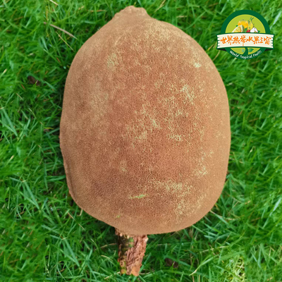 古布阿苏实生苗四季种植基地直发庭院种植地栽果苗包邮