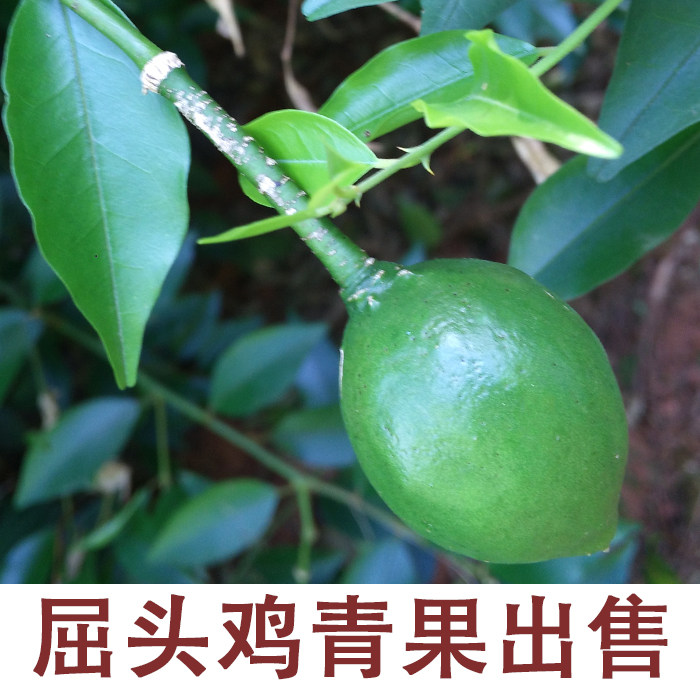 屈头鸡  水鸡头 马槟榔 马金南 山槟榔 水鸡仔 一斤 五斤包邮