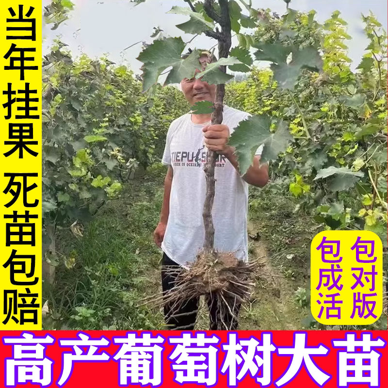 葡萄树苖阳光玫瑰蓝宝石巨峰葡萄苗萄葡晴王爬藤树苗北方南方种植