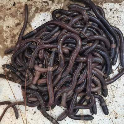 广地龙苗蚯蚓特大鲜活活体供货种苗养殖场供货蚯蚓钓鱼钓黄鳝活饵