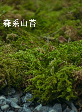 青苔苔藓盆景植物鱼缸微景观生态缸干苔婚礼展会苔藓摄影庭院布景