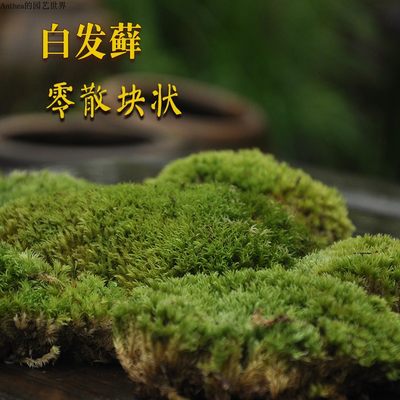 青苔苔藓盆景植物鱼缸微景观生态缸干苔婚礼展会苔藓摄影庭院布景