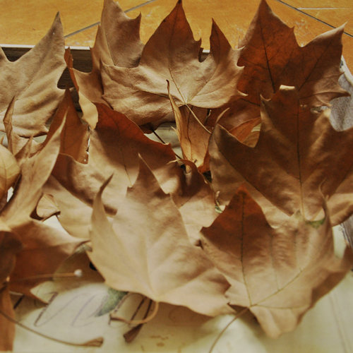 枯树叶干叶子Anthea的园艺世界