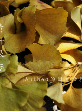 树叶落叶秋天INS风装饰真枫叶枯树叶干树叶天然叶DIY手工橱窗道具