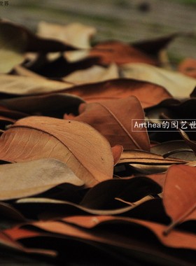 枯叶干树叶落叶标本秋冬落叶橱窗真树叶婚礼落叶舞台落叶白玉兰叶