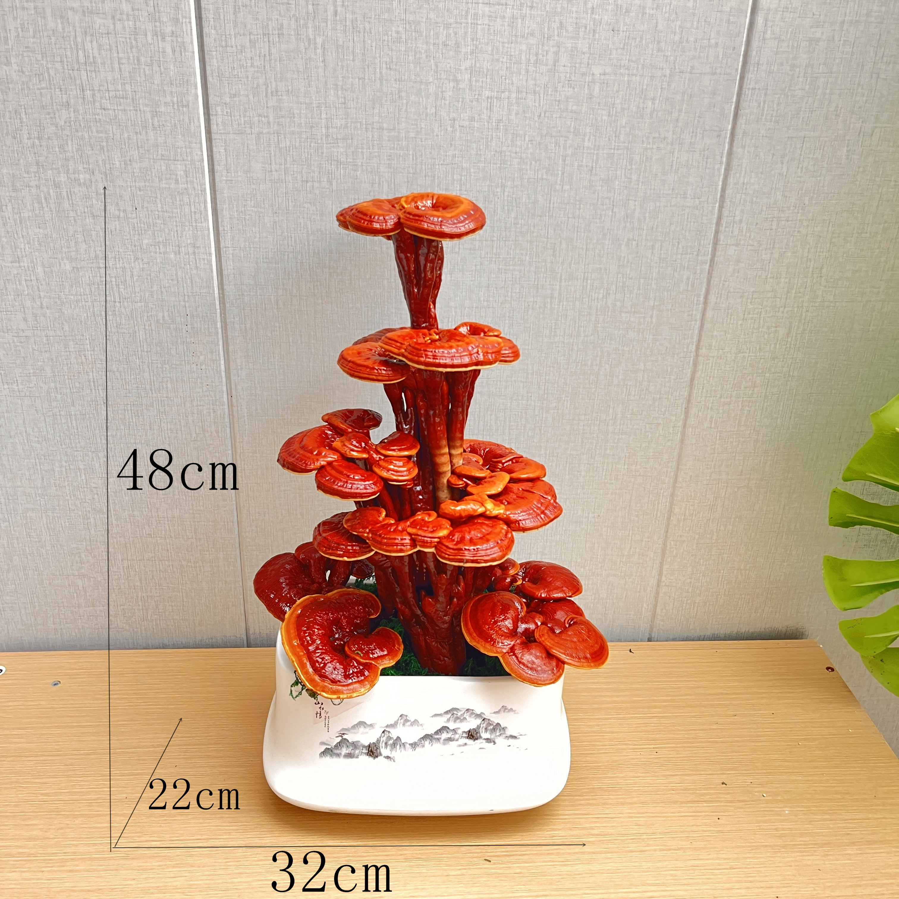 灵芝盆栽灵芝盆景摆件图片