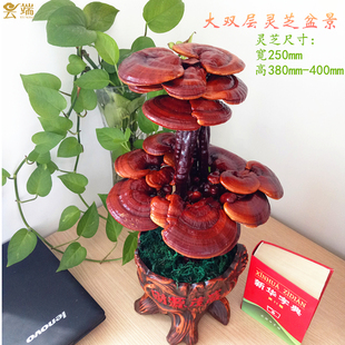 成品灵芝盆景盆栽观赏室内客厅办公桌创意装饰趣味种植活体菌包