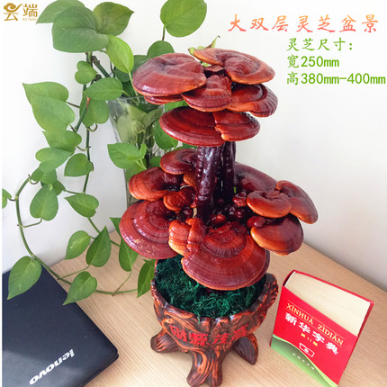 成品灵芝盆景盆栽观赏室内客厅办公桌创意装饰趣味种植活体菌包