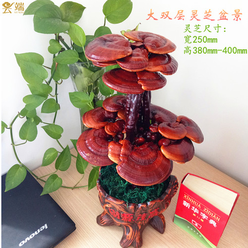 成品灵芝盆景盆栽观赏室内客厅办公桌创意装饰趣味种植活体菌包 - 封面