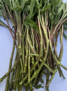 南京野生带叶芦蒿纯野生黎蒿野味浓红色红根藜蒿纯天然绿色蔬野菜