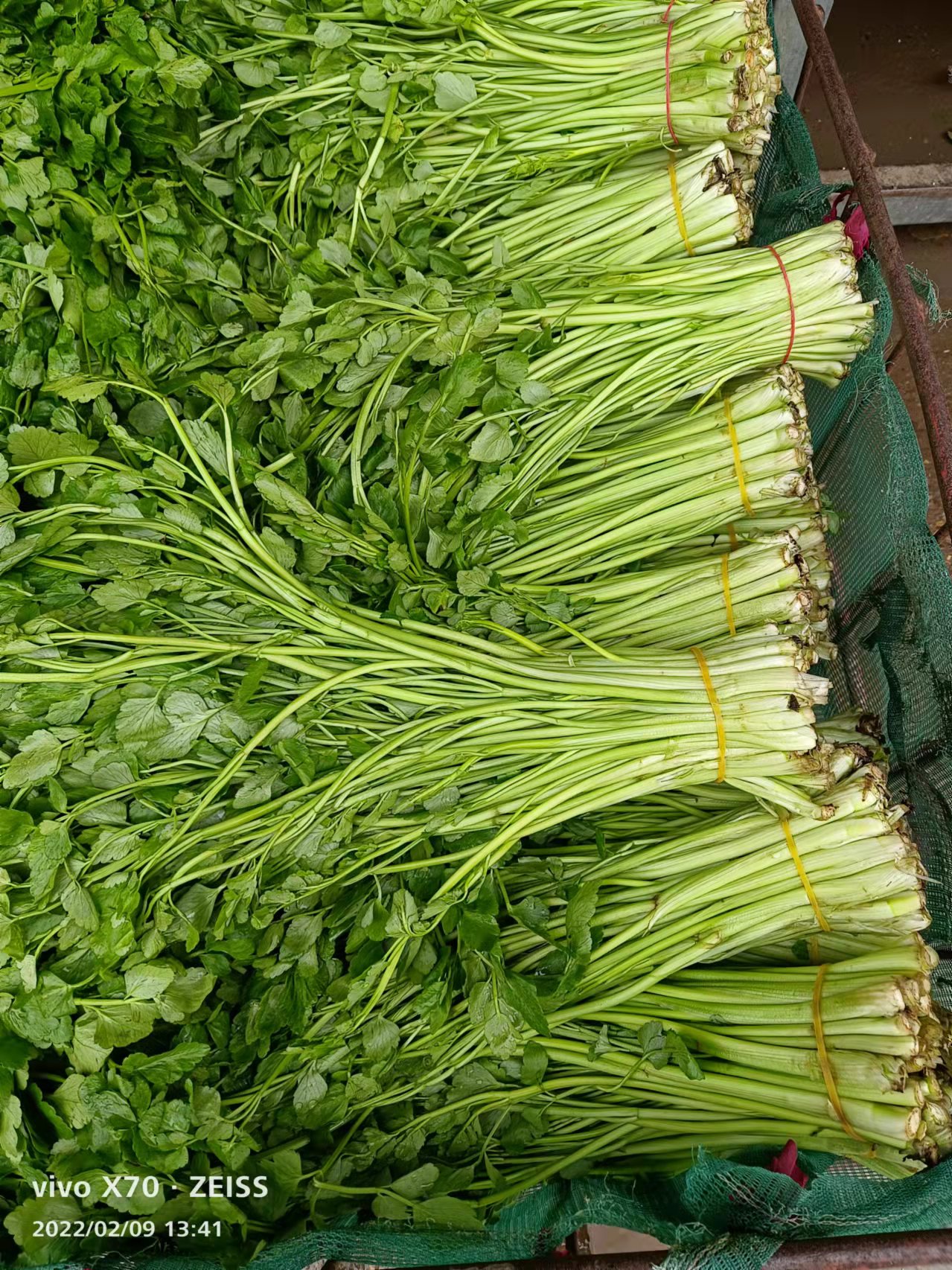 水芹菜新鲜水芹菜野生水芹菜河芹农家自种新鲜蔬菜坏包配