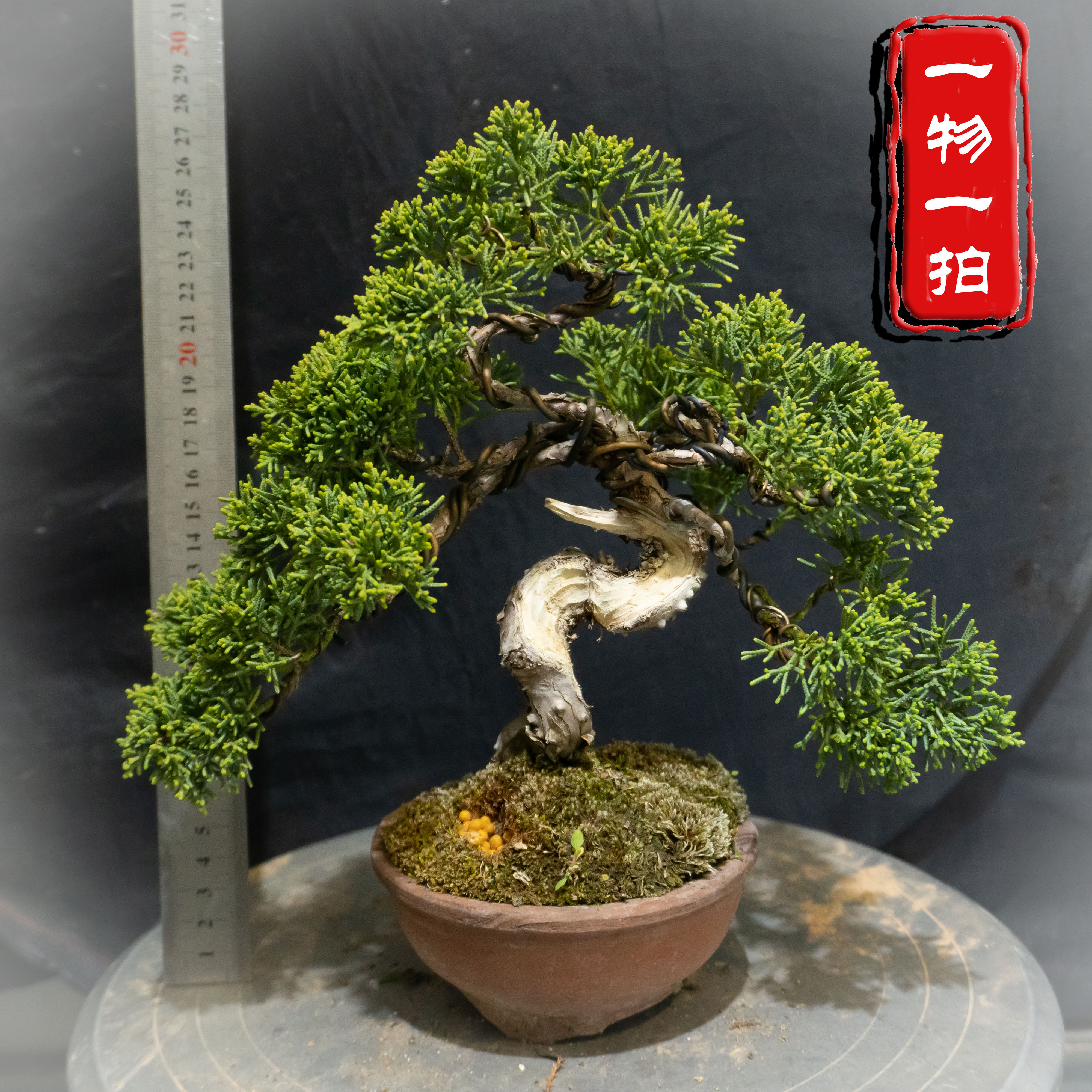 原生日本济州纪州真柏小品一物一拍盆景微型矮霸老桩舍利神枝盆栽