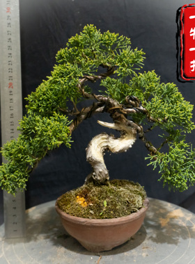 原生日本济州纪州真柏小品一物一拍盆景微型矮霸老桩舍利神枝盆栽