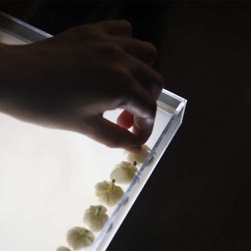 柚子花香膏5克玻璃罐装