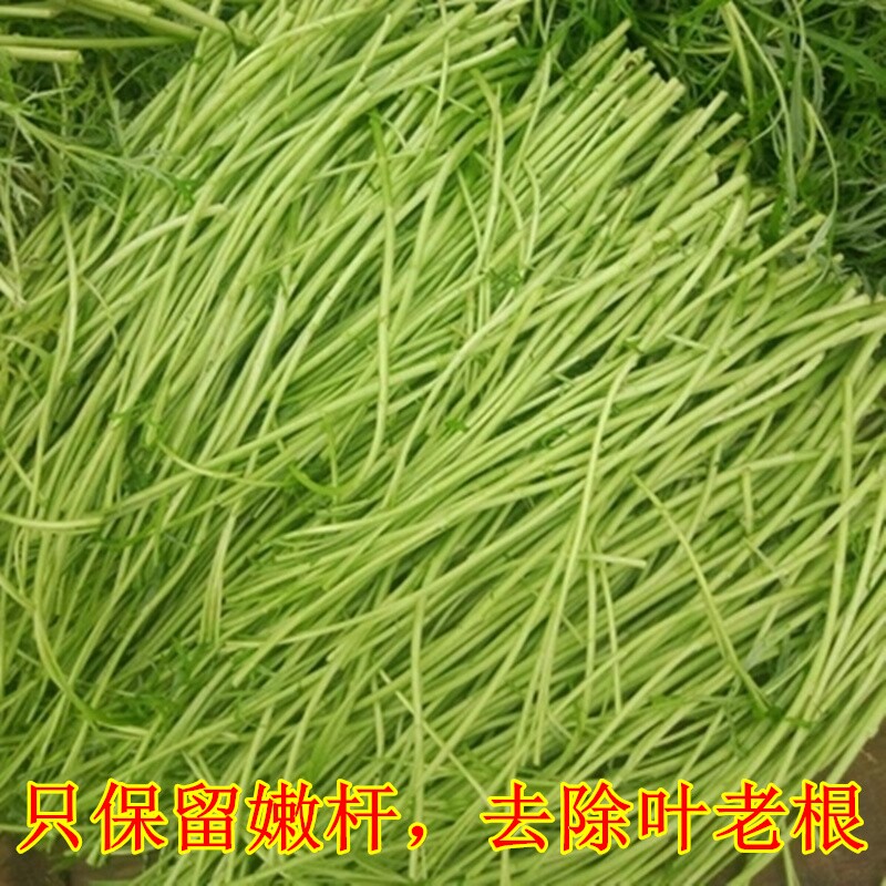 当季芦蒿 新鲜篱蒿3斤去叶黎蒿新鲜蔬菜野菜藜蒿鲜嫩泥蒿茼蒿