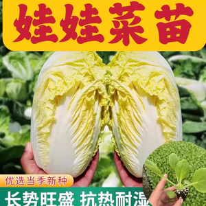 黄心大白菜苗娃娃菜青梗松花菜甘蓝西兰花秧苗秋冬莴笋耐寒蔬菜苗