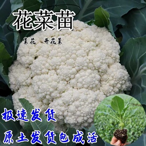 优质花菜苗秧苗青梗花椰菜松花菜种苗甘蓝苗西兰花苗秋冬蔬菜苗子