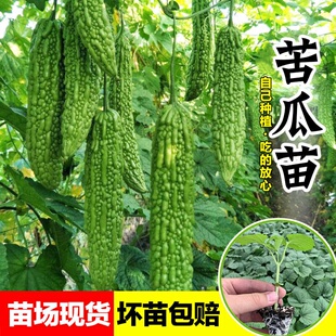 高产苦瓜苗带土本地老品种疙瘩绿长白苦瓜四季 阳台盆栽蔬菜秧苗子