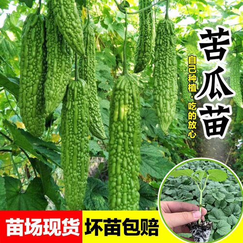高产苦瓜苗带土各种瓜苗蔬菜苗子