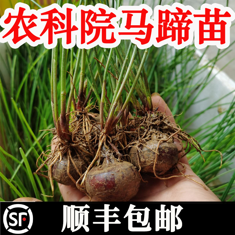 正宗广西桂林荔浦马蹄种子苗荸荠种植苗高产脆甜多汁水果马蹄种子