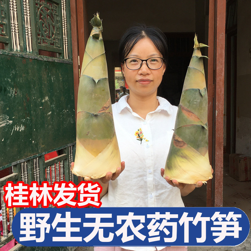 广西桂林现挖新鲜竹笋带壳大头竹笋黄竹笋夏笋野生可腌酸笋嫩笋尖