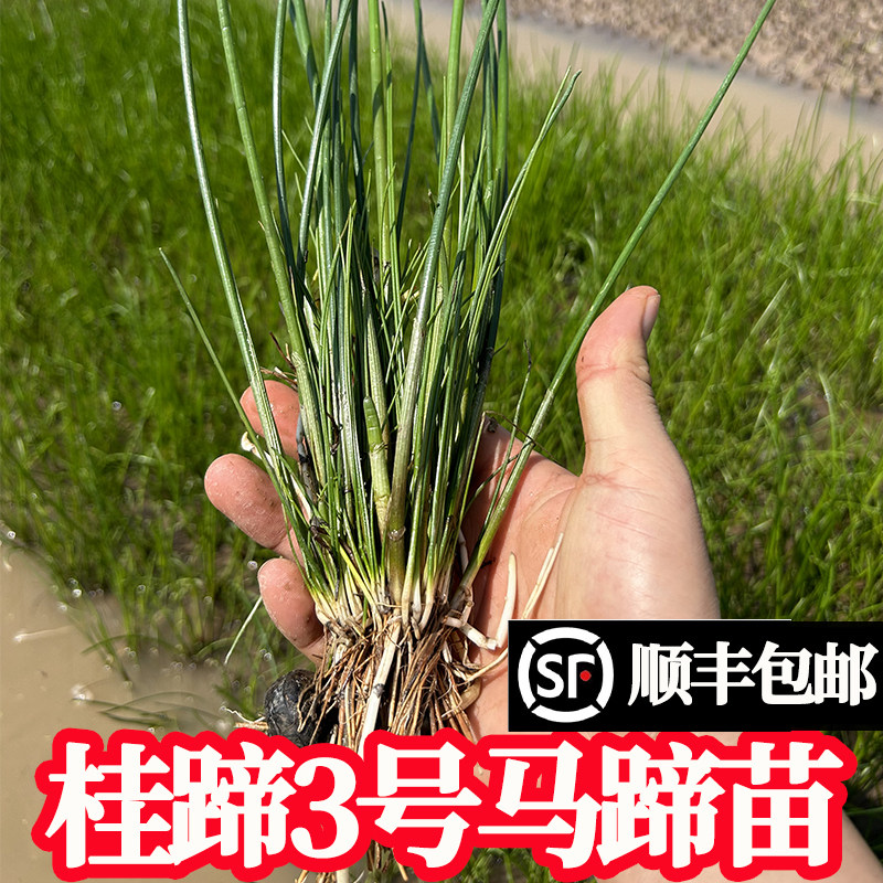 桂蹄3号正宗广西桂林荔浦水果马蹄种子苗荸荠种植苗高产脆甜多汁