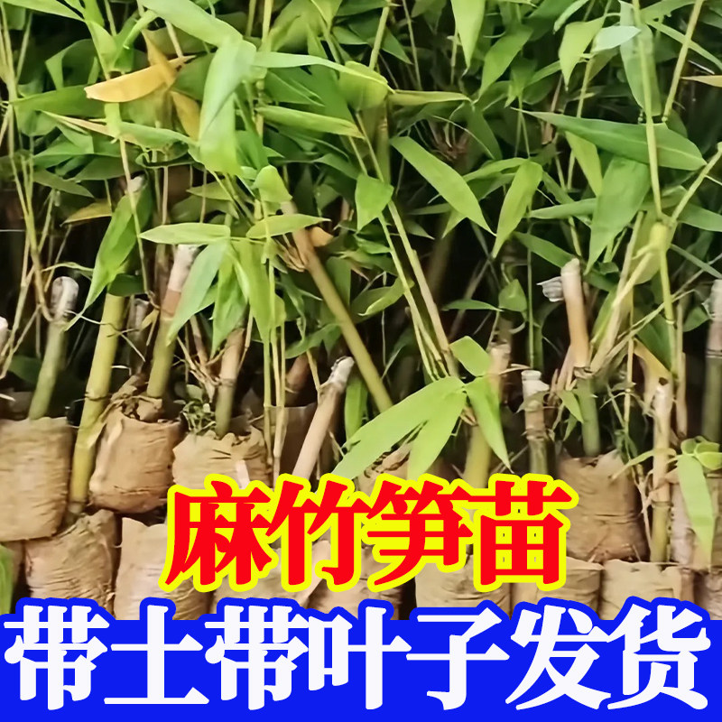 麻竹笋苗大头竹种麻竹苗竹子苗竹笋苗带土食用竹笋种植苗