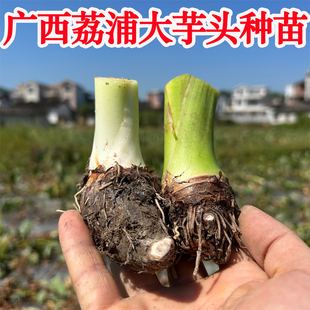 正宗广西荔浦芋头种子种植苗槟榔芋紫藤芋香芋毛芋蔬菜种子育苗