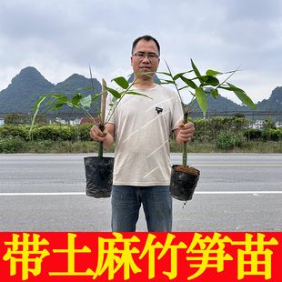 水果甜竹笋麻竹笋苗大头竹种子竹子苗竹笋苗带土食用竹笋种植苗叶