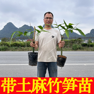 水果甜竹笋麻竹笋苗大头竹种子竹子苗竹笋苗带土食用竹笋种植苗叶