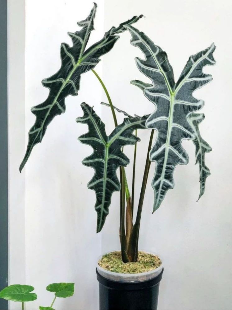 诺比海芋鱼骨Alocasia Nobilis泰国进口植物热带杰克琳室内盆栽