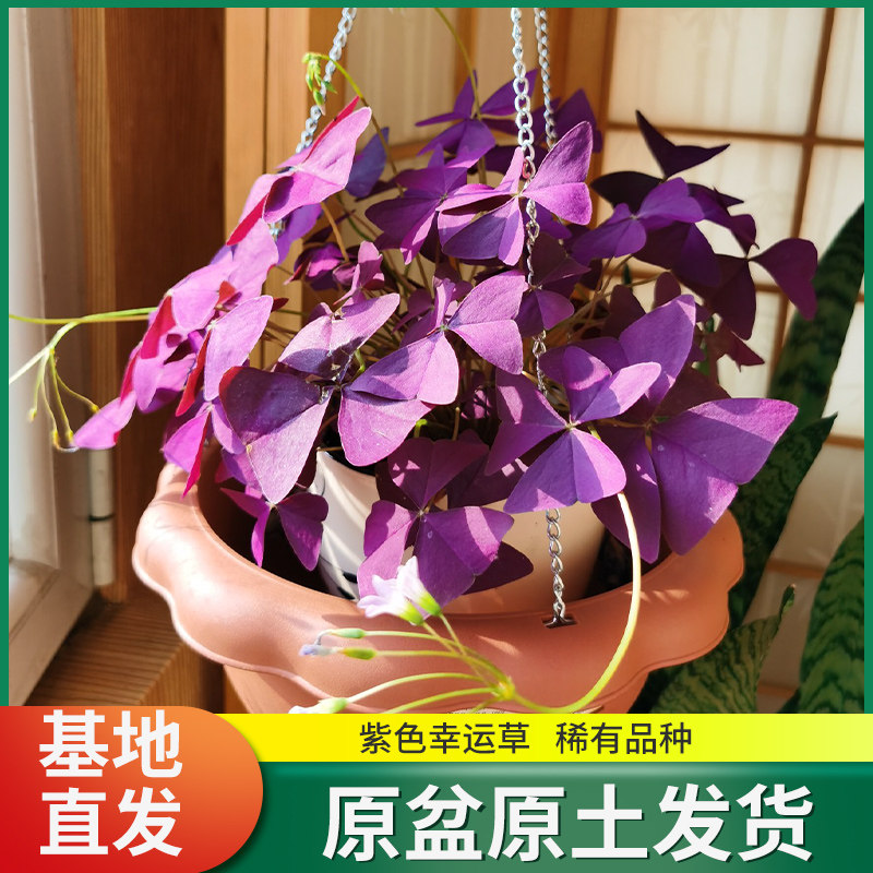 紫色幸运草盆栽紫蝴蝶素材模板 紫色幸运草盆栽紫蝴蝶图片下载 小麦优选