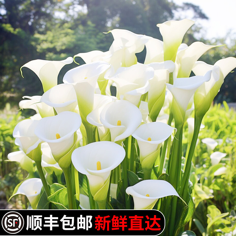 马蹄莲鲜花白色新鲜花卉手捧花带花苞花束水培鲜切花真花云南顺丰